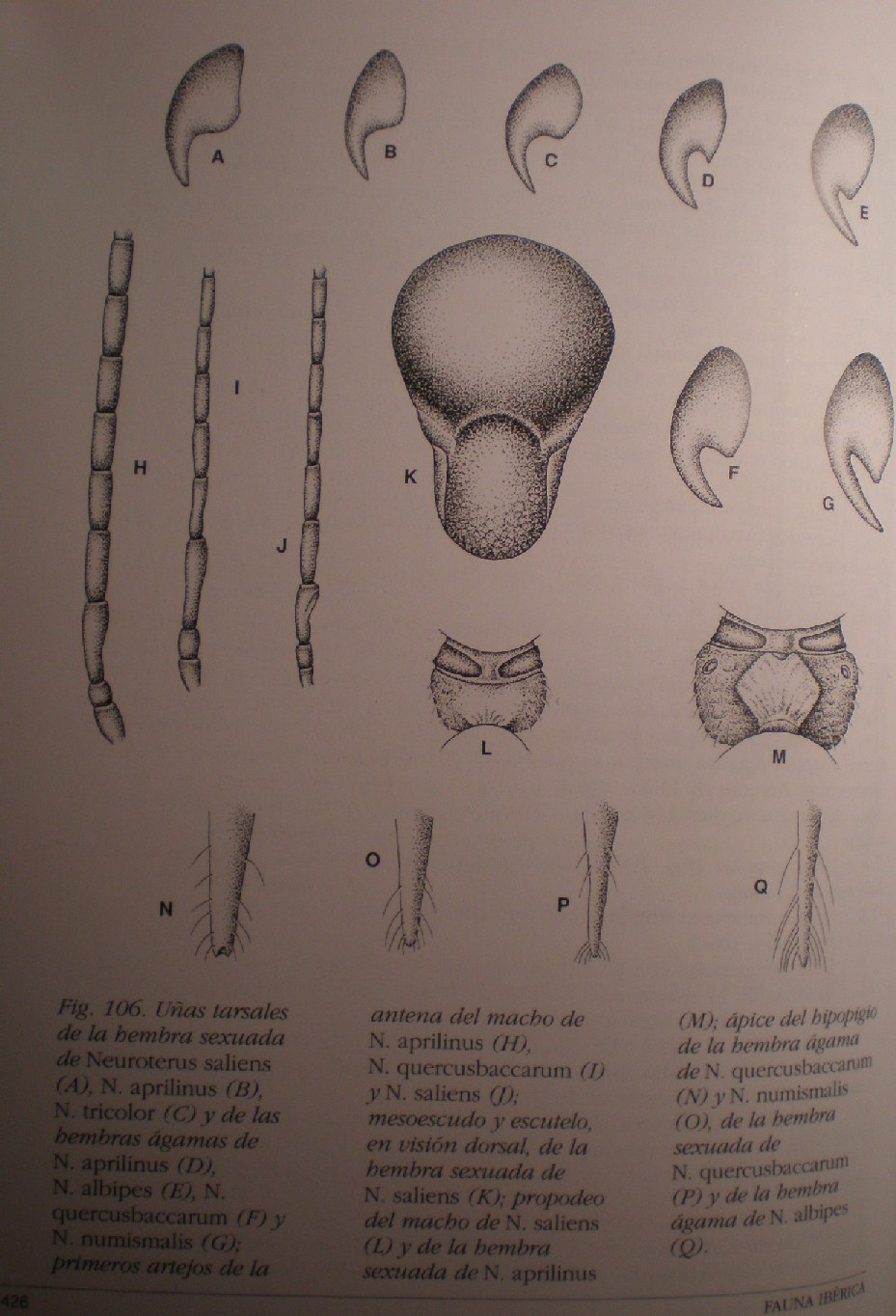 Neuroterus quercusbaccarum femmina agamica (Cynipidae).